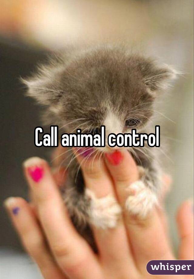 Call animal control 