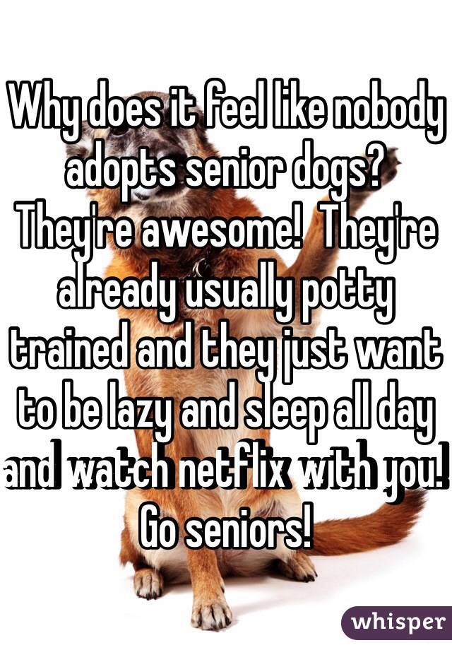 Why does it feel like nobody adopts senior dogs?  They're awesome!  They're already usually potty trained and they just want to be lazy and sleep all day and watch netflix with you!  Go seniors!