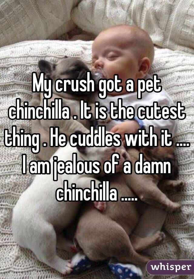 My crush got a pet chinchilla . It is the cutest thing . He cuddles with it .... I am jealous of a damn chinchilla ..... 