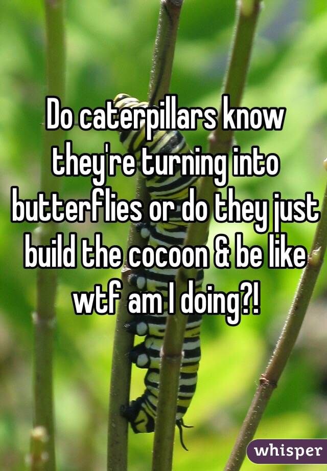 Do caterpillars know they're turning into butterflies or do they just build the cocoon & be like wtf am I doing?!