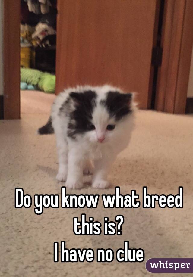 Do you know what breed this is?
I have no clue