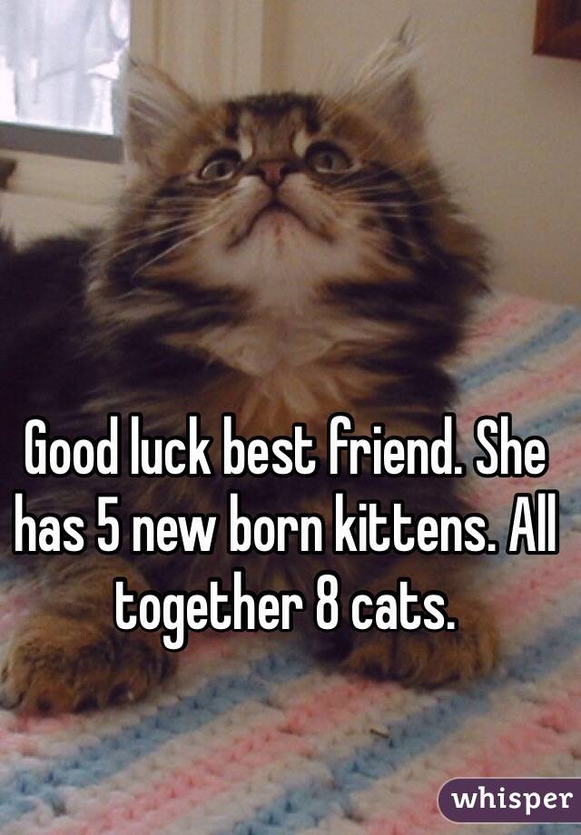 Good luck best friend. She has 5 new born kittens. All together 8 cats. 