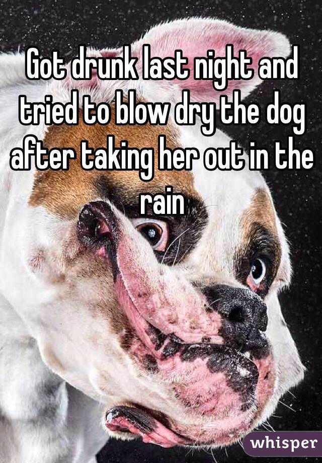 Got drunk last night and tried to blow dry the dog after taking her out in the rain