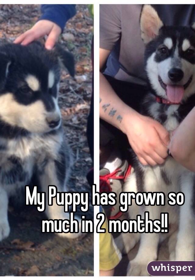 My Puppy has grown so much in 2 months!!