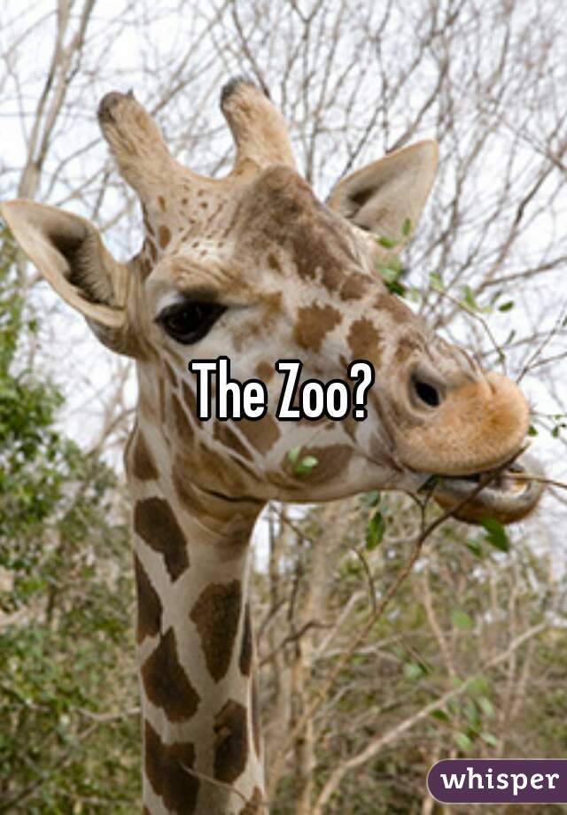 The Zoo?