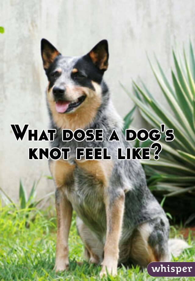 What dose a dog's knot feel like?