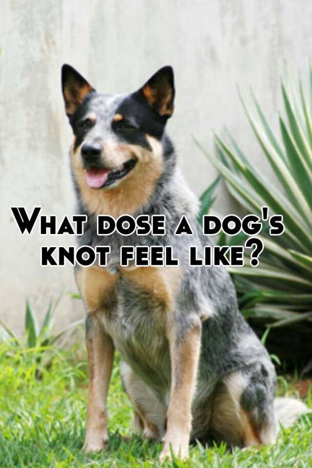 What dose a dog's knot feel like?