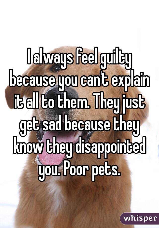 I always feel guilty because you can't explain it all to them. They just get sad because they know they disappointed you. Poor pets. 