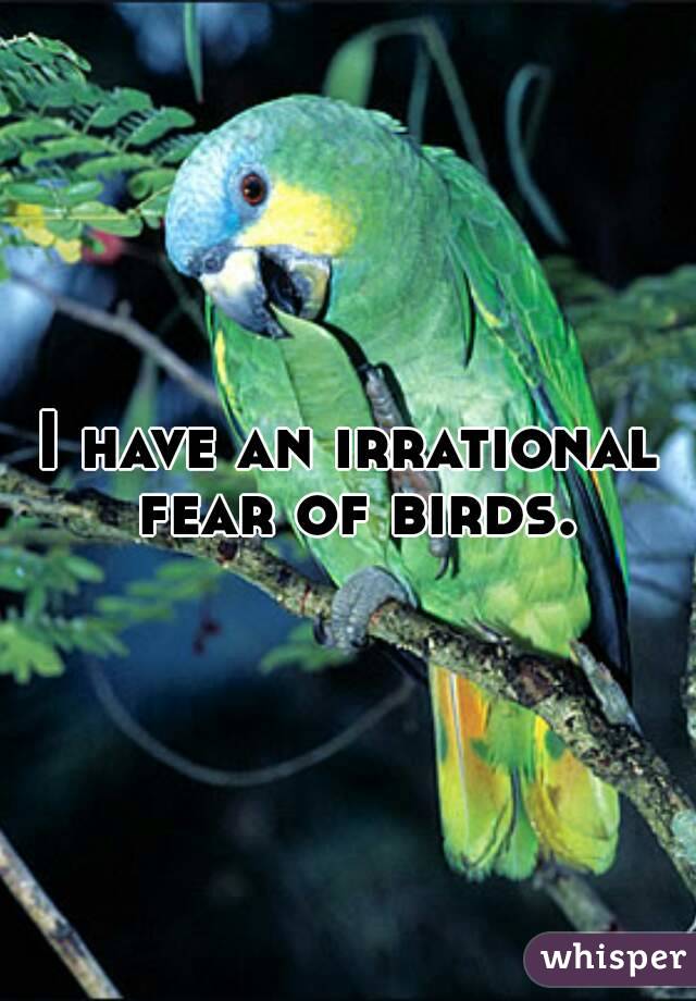 I have an irrational fear of birds.