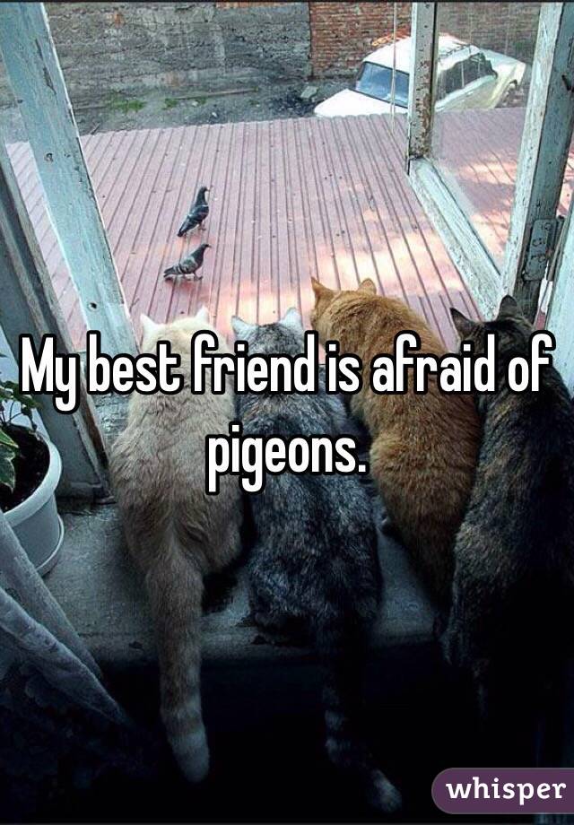 My best friend is afraid of pigeons.  