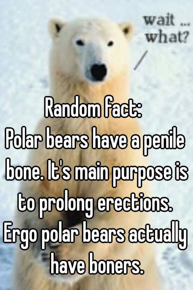 Random Fact Polar Bears Have A Penile Bone Its Main Purpose Is To Prolong Erections Ergo 0502
