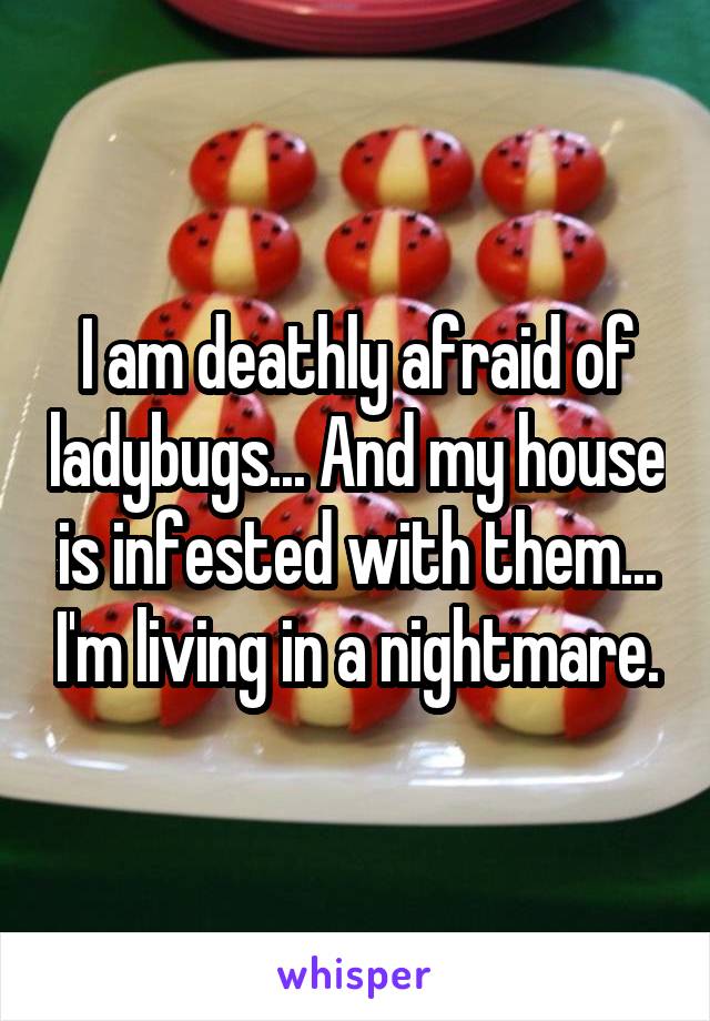I am deathly afraid of ladybugs... And my house is infested with them... I'm living in a nightmare.