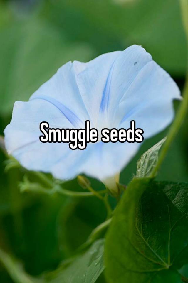 smuggle-seeds