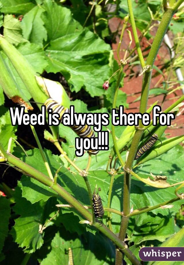 Weed is always there for you!!!