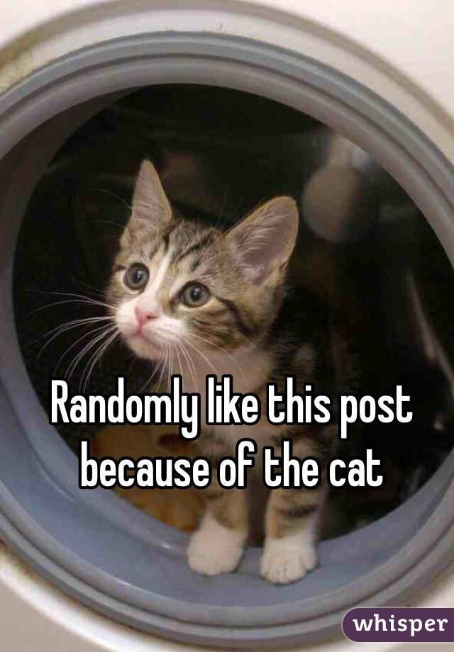 Randomly like this post because of the cat 