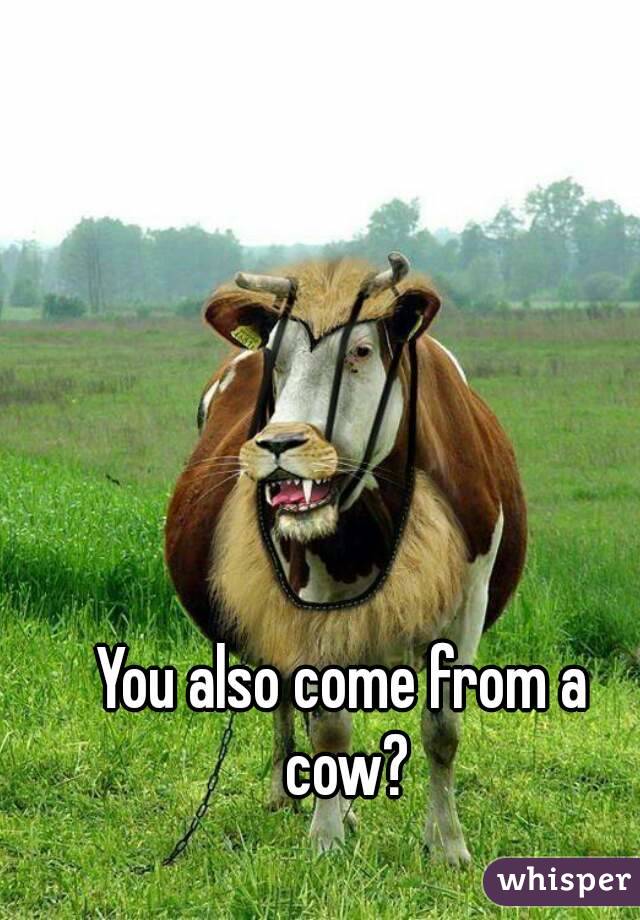 You also come from a cow?