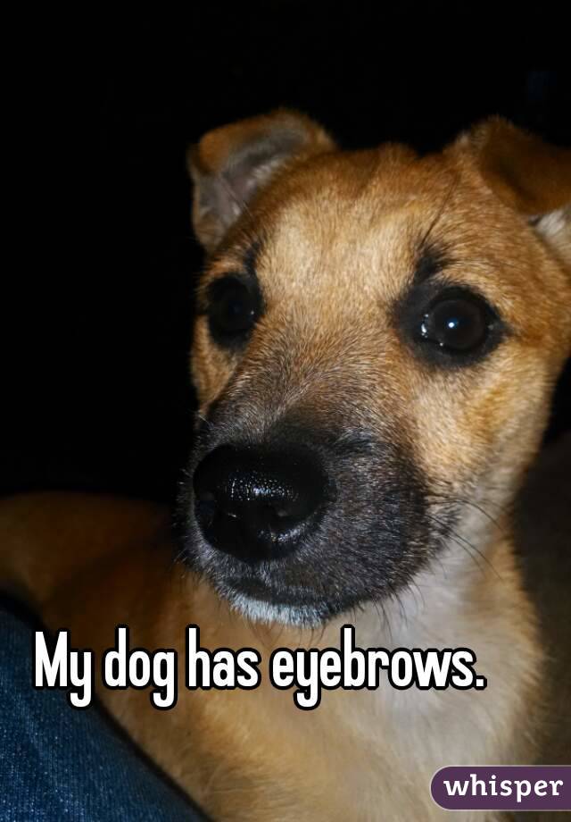 My dog has eyebrows.