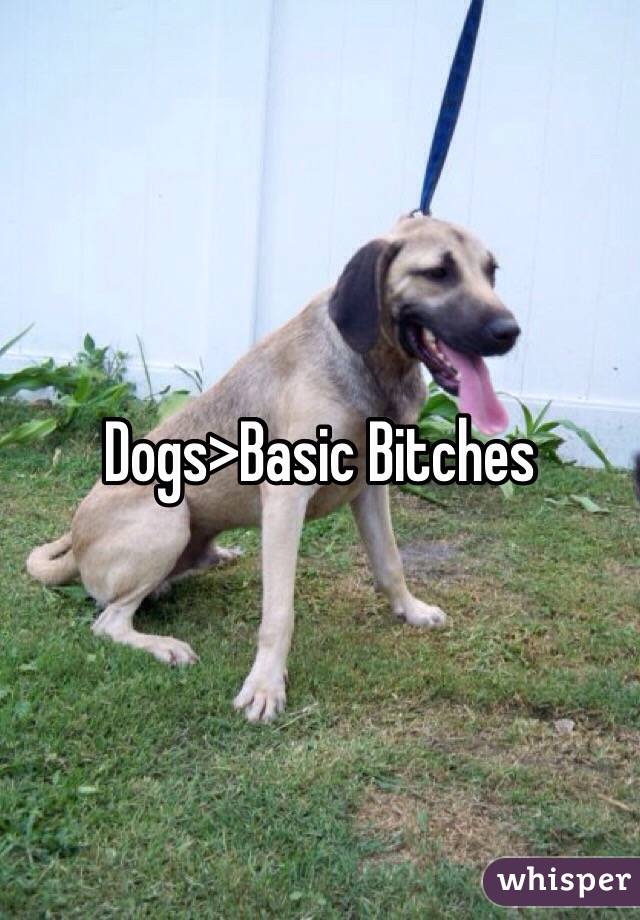 Dogs>Basic Bitches