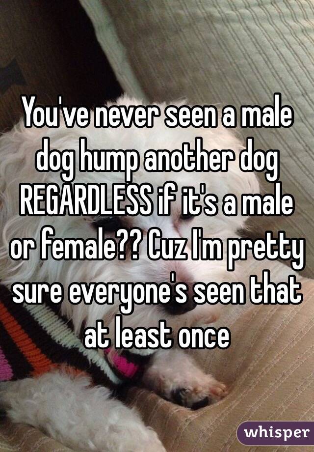 You've never seen a male dog hump another dog REGARDLESS if it's a male or female?? Cuz I'm pretty sure everyone's seen that at least once 