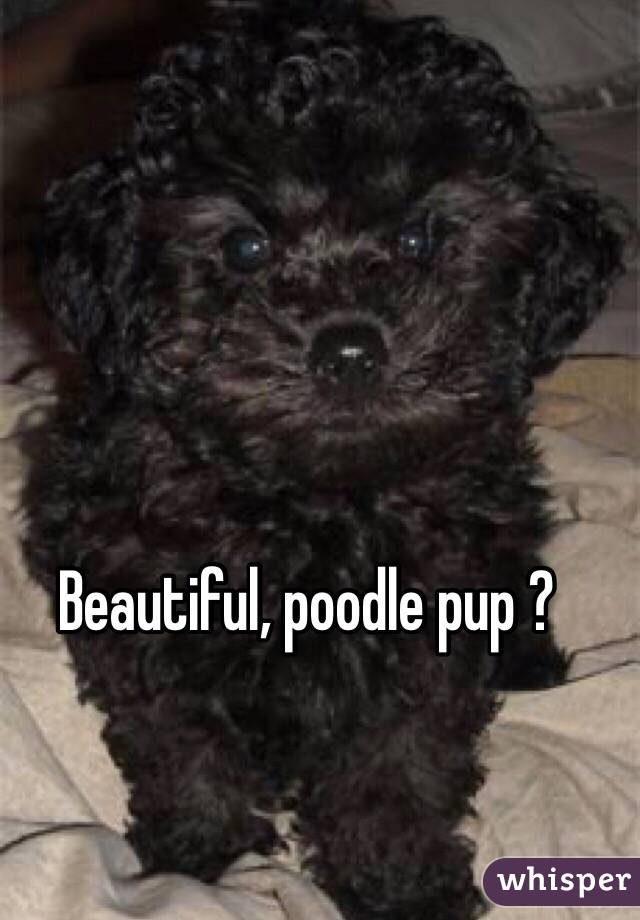 Beautiful, poodle pup ?