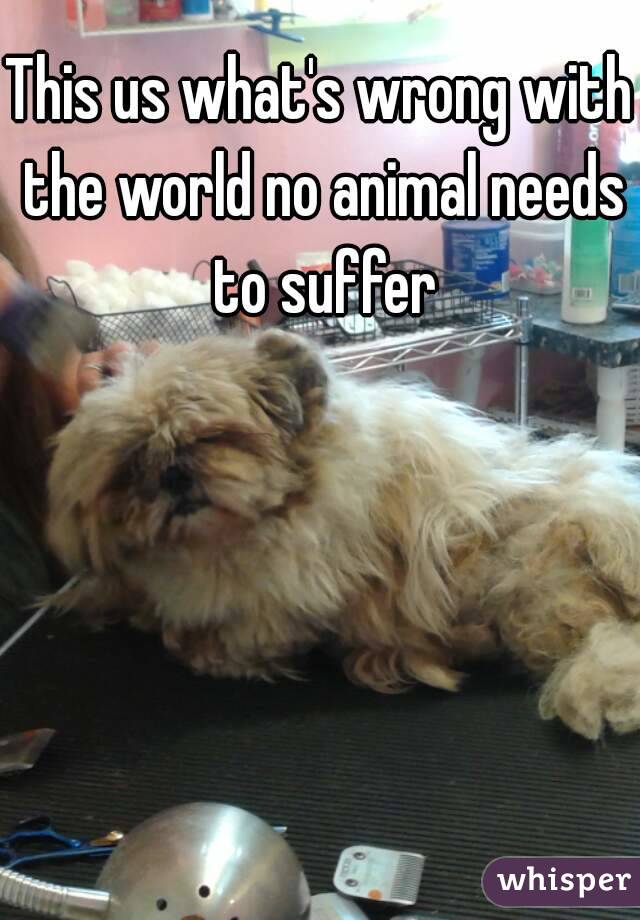 This us what's wrong with the world no animal needs to suffer