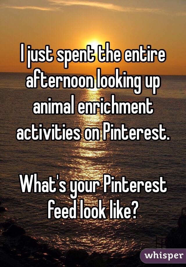 I just spent the entire afternoon looking up animal enrichment activities on Pinterest. 

What's your Pinterest feed look like?  