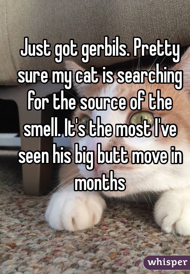 Just got gerbils. Pretty sure my cat is searching for the source of the smell. It's the most I've seen his big butt move in months  