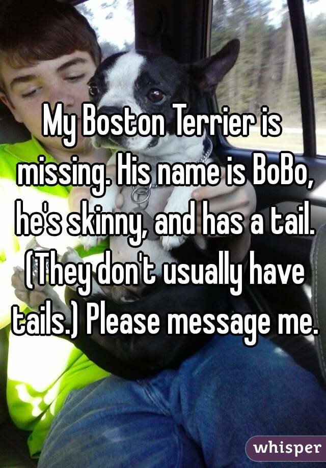 My Boston Terrier is missing. His name is BoBo, he's skinny, and has a tail. (They don't usually have tails.) Please message me.