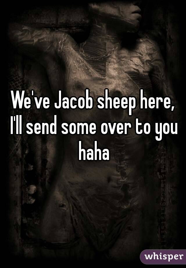 We've Jacob sheep here, I'll send some over to you haha