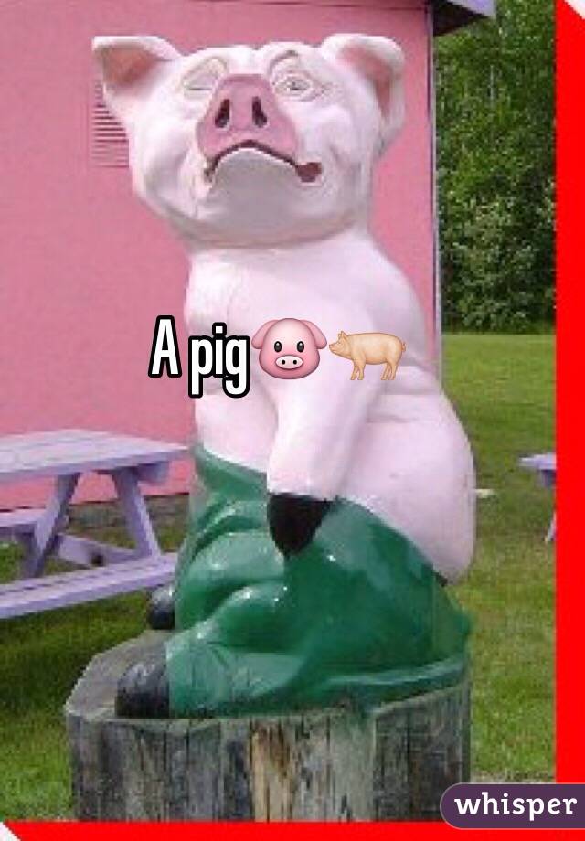 A pig🐷🐖