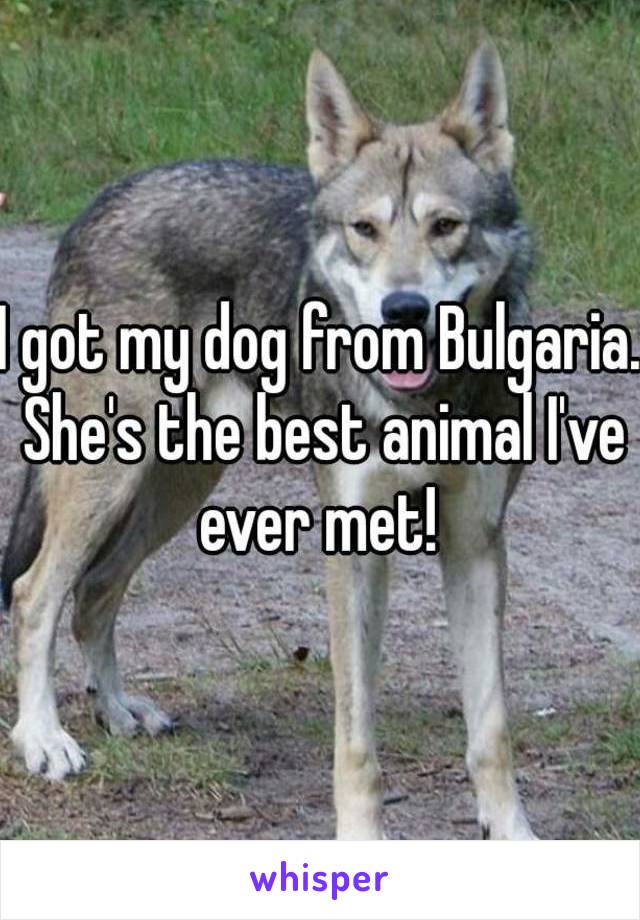 I got my dog from Bulgaria. She's the best animal I've ever met! 