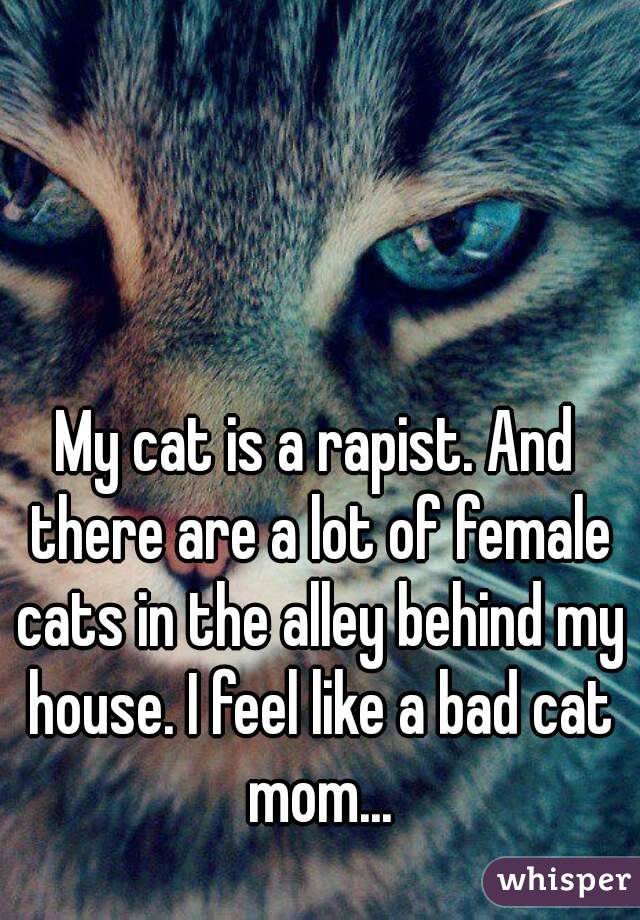 My cat is a rapist. And there are a lot of female cats in the alley behind my house. I feel like a bad cat mom...
