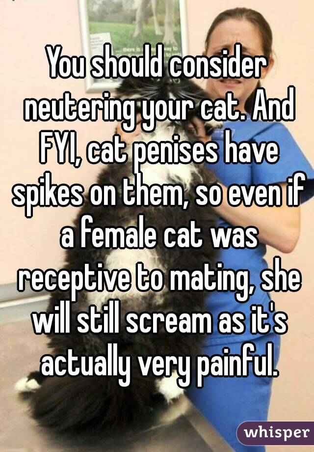 You should consider neutering your cat. And FYI, cat penises have spikes on them, so even if a female cat was receptive to mating, she will still scream as it's actually very painful.