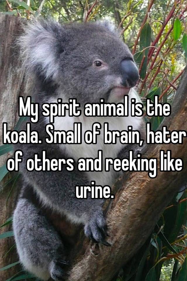 My spirit animal is the koala. Small of brain, hater of others and reeking  like urine.