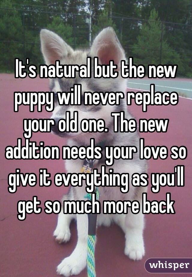 It's natural but the new puppy will never replace your old one. The new addition needs your love so give it everything as you'll get so much more back