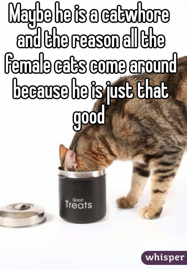 Maybe he is a catwhore and the reason all the female cats come around because he is just that good 