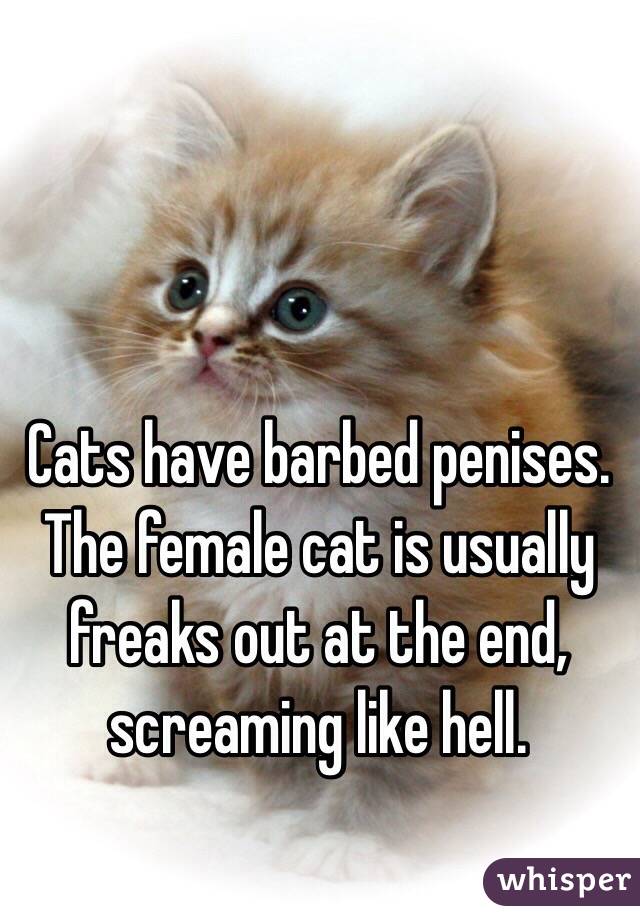 Cats have barbed penises. The female cat is usually freaks out at the end, screaming like hell.