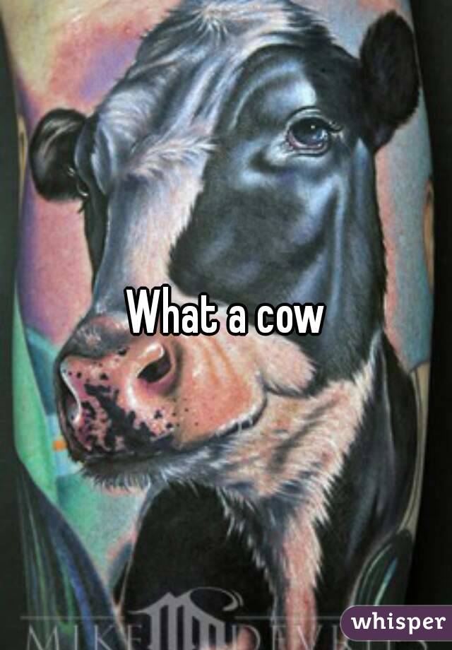 What a cow