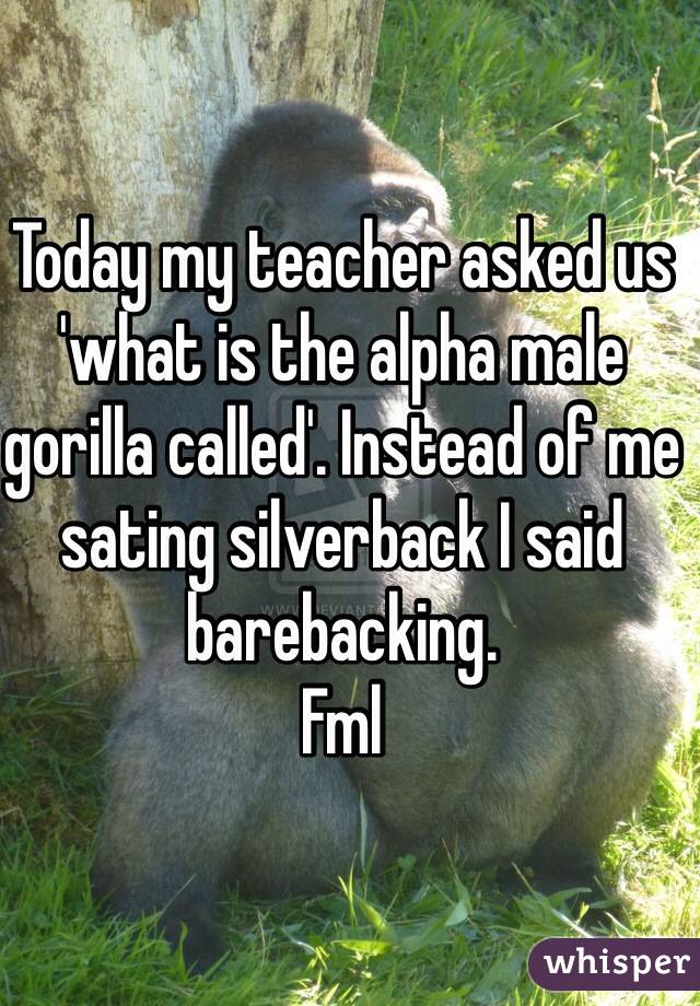 Today my teacher asked us 'what is the alpha male gorilla called'. Instead of me sating silverback I said barebacking.
Fml