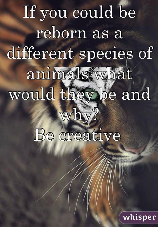 If you could be reborn as a different species of animals what would they be and why?
Be creative 