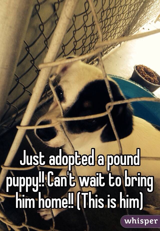 Just adopted a pound puppy!! Can't wait to bring him home!! (This is him) 