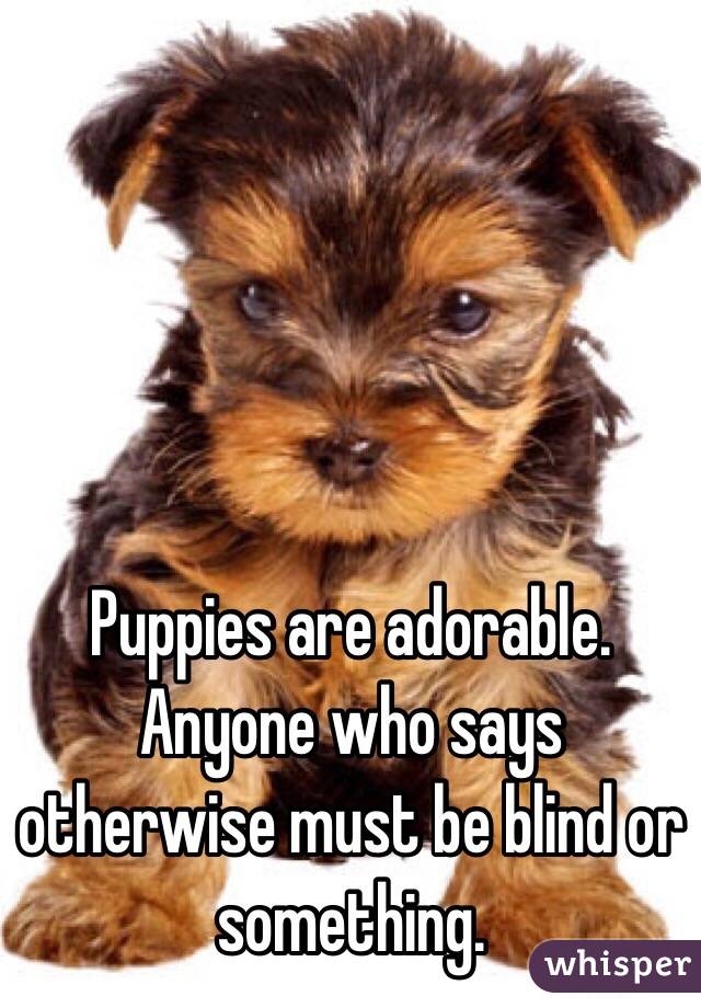 Puppies are adorable. Anyone who says otherwise must be blind or something. 