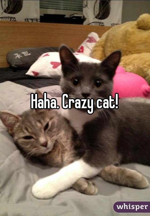 Haha. Crazy cat!