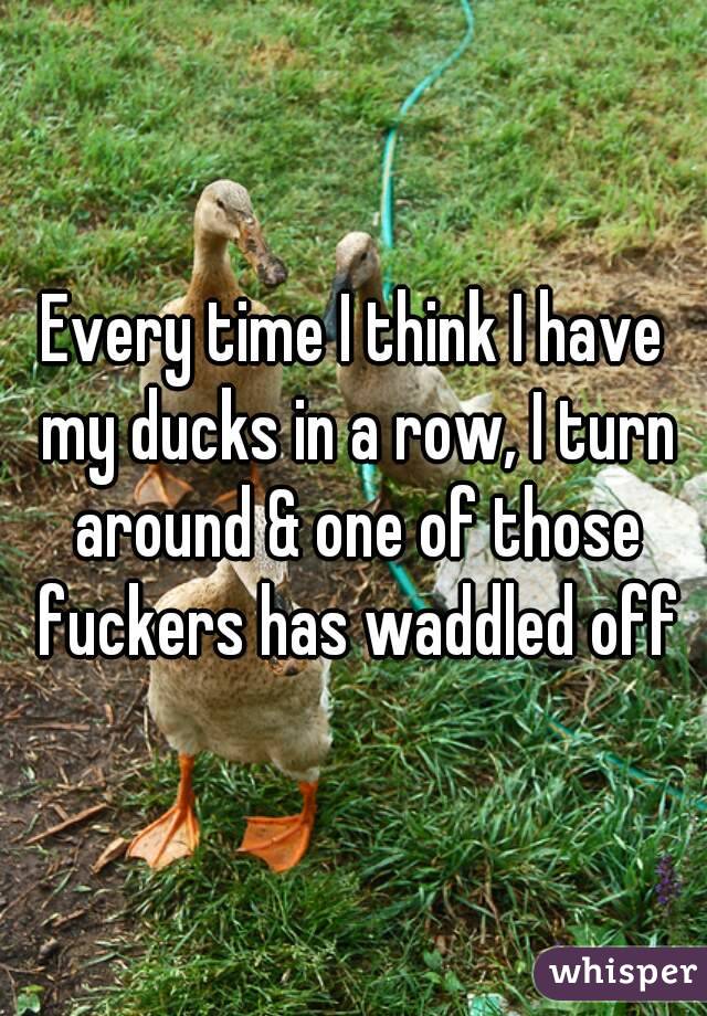 Every time I think I have my ducks in a row, I turn around & one of those fuckers has waddled off