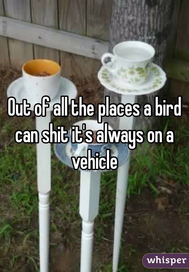 Out of all the places a bird can shit it's always on a vehicle