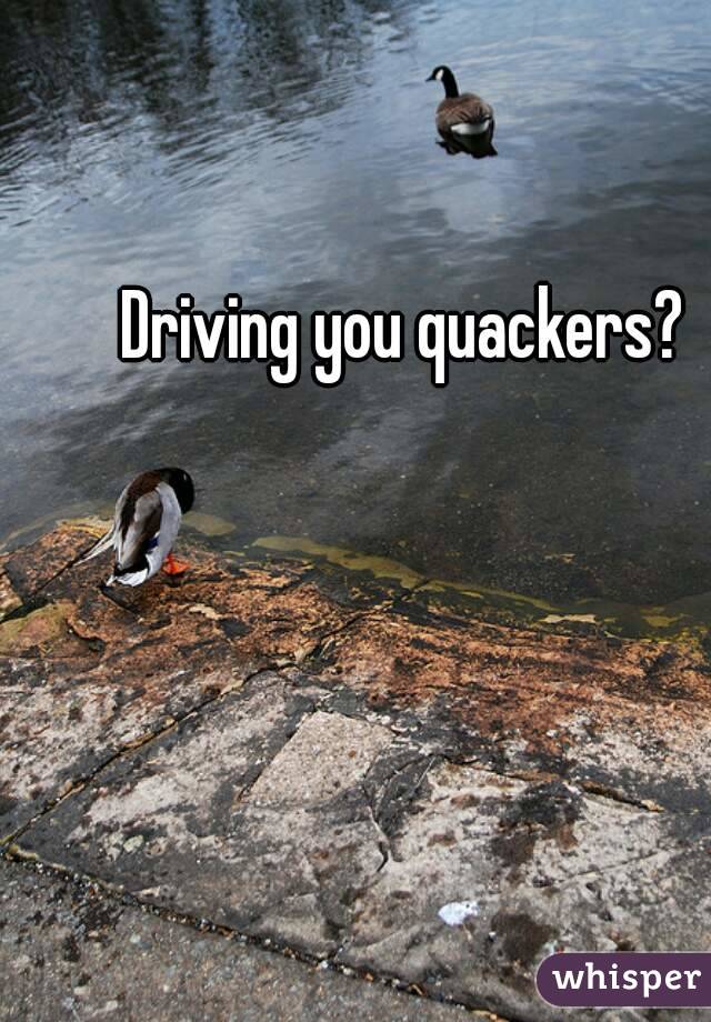 Driving you quackers? 