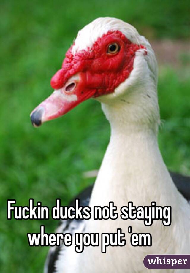 Fuckin ducks not staying where you put 'em