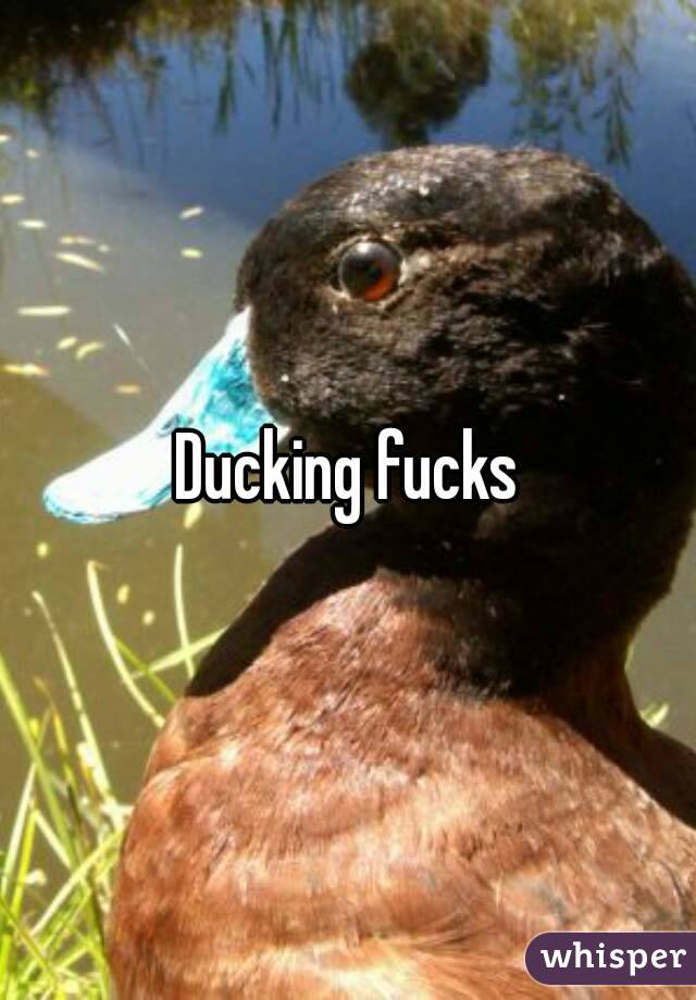 Ducking fucks