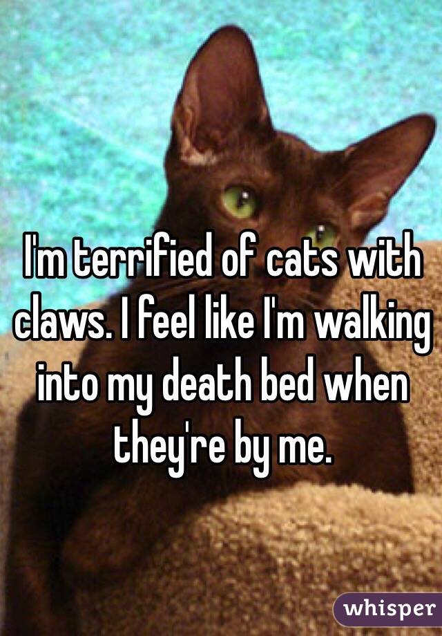 I'm terrified of cats with claws. I feel like I'm walking into my death bed when they're by me.