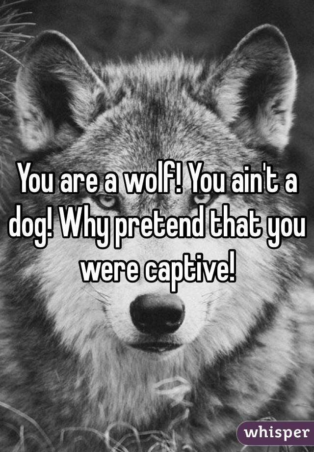 You are a wolf! You ain't a dog! Why pretend that you were captive! 